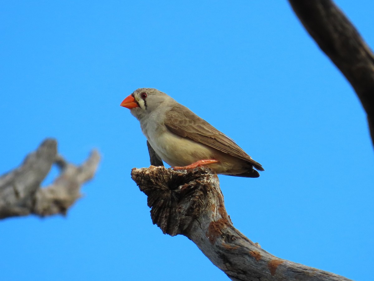 Zebra Finch (Australian) - ML618366158