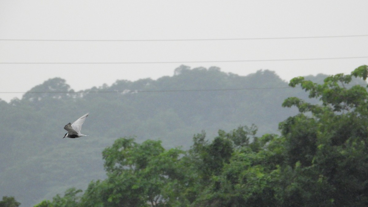 Whiskered Tern - ML618366180