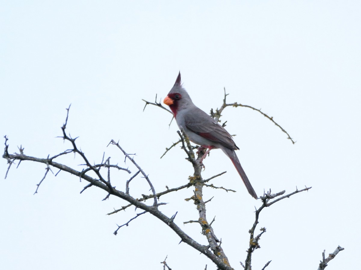 Cardinal pyrrhuloxia - ML618366181