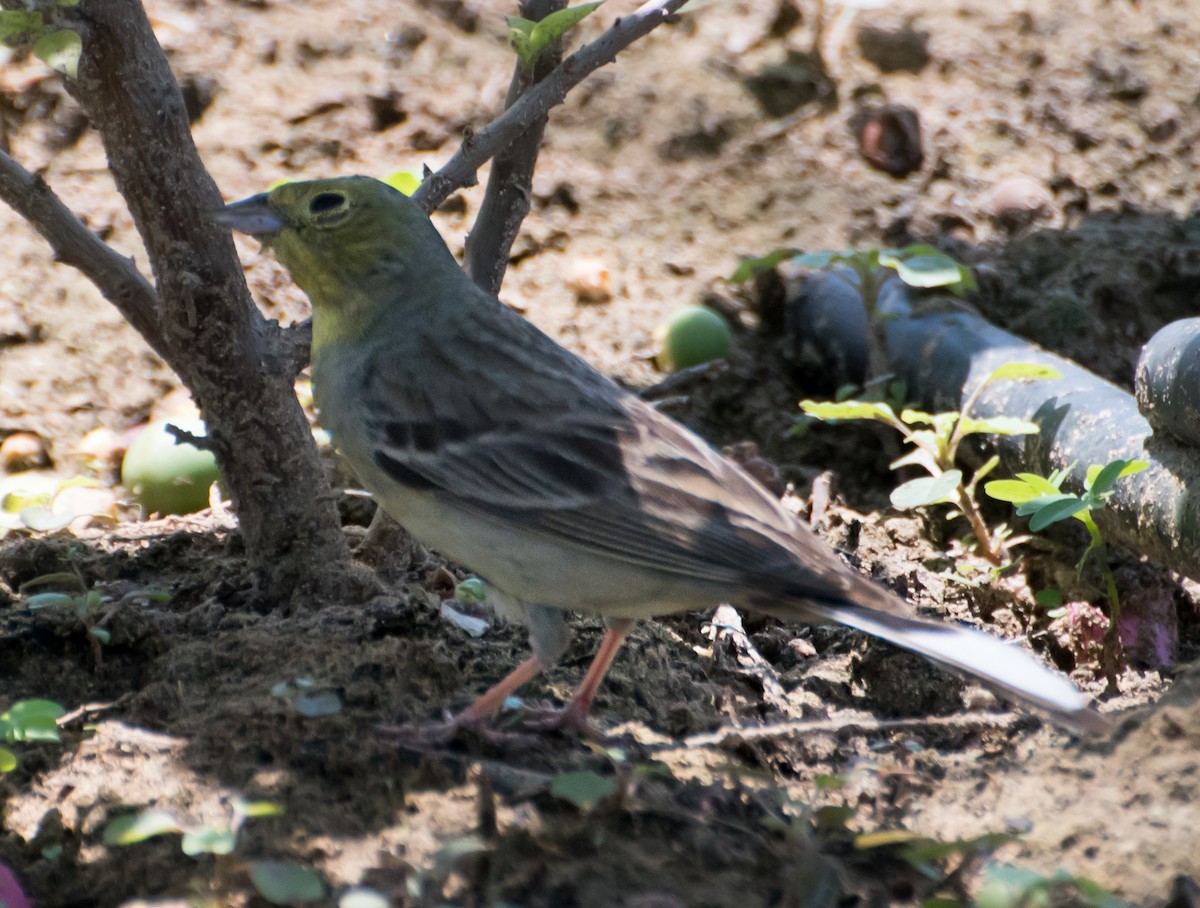 Cinereous Bunting - ML618366197