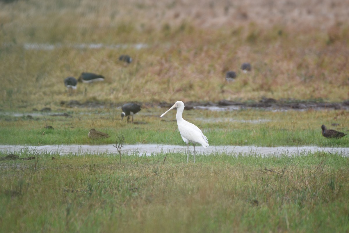 Yellow-billed Spoonbill - ML618366199