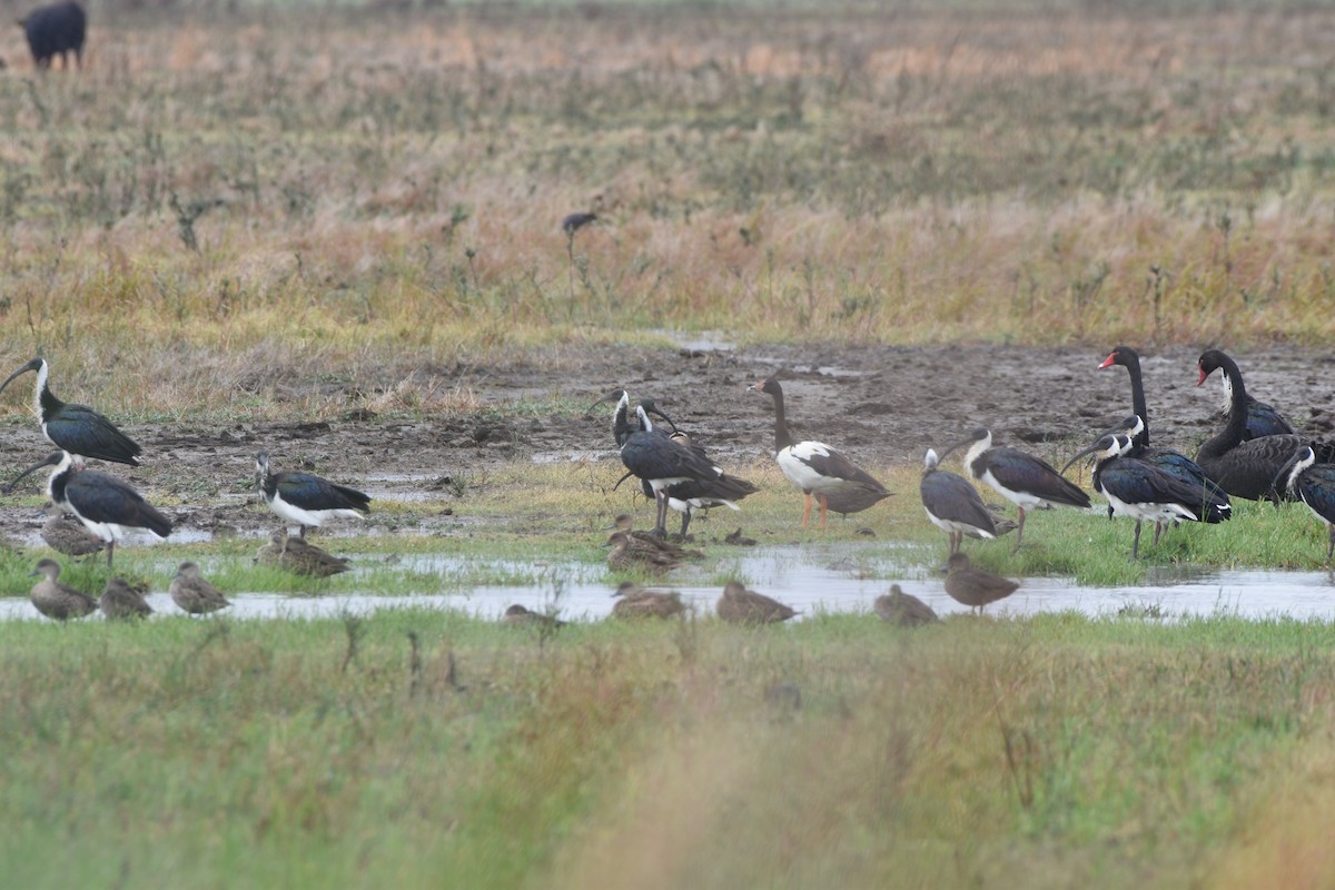 Straw-necked Ibis - ML618366206