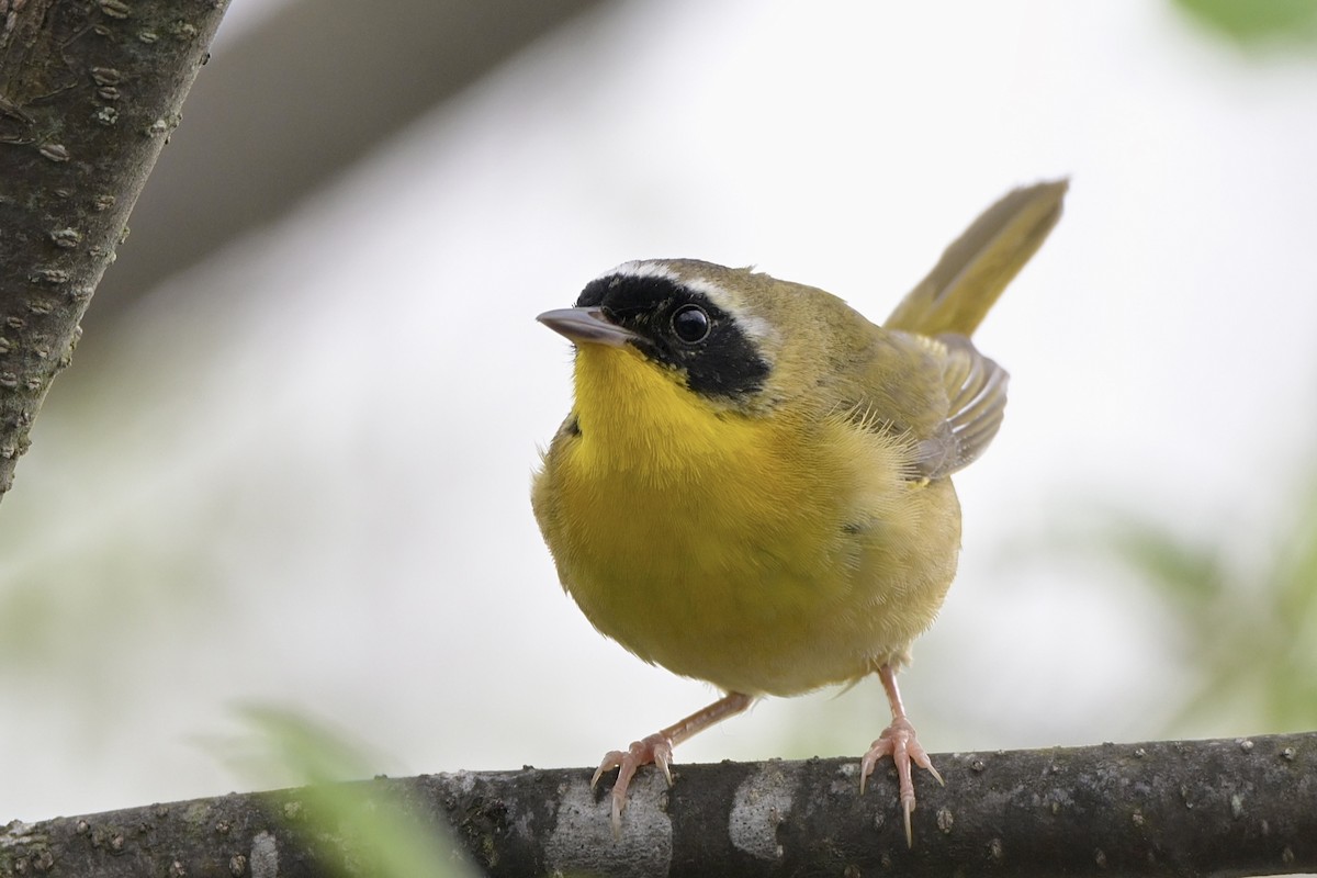 Common Yellowthroat - Josiah Santiago