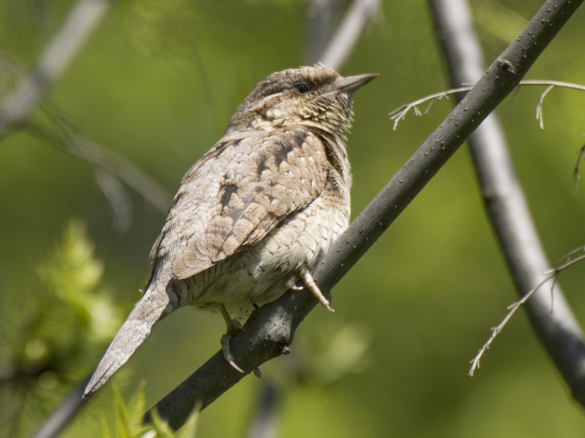 Eurasian Wryneck - ML618366284