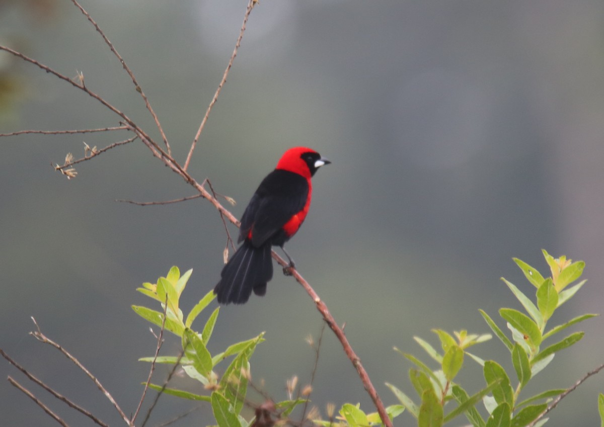 Masked Crimson Tanager - ML618366287