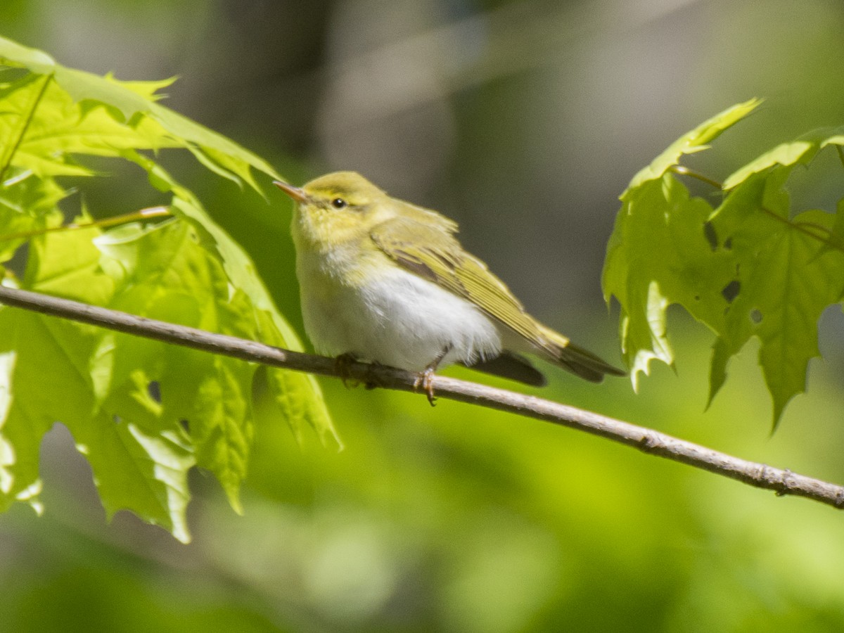 Wood Warbler - ML618366293