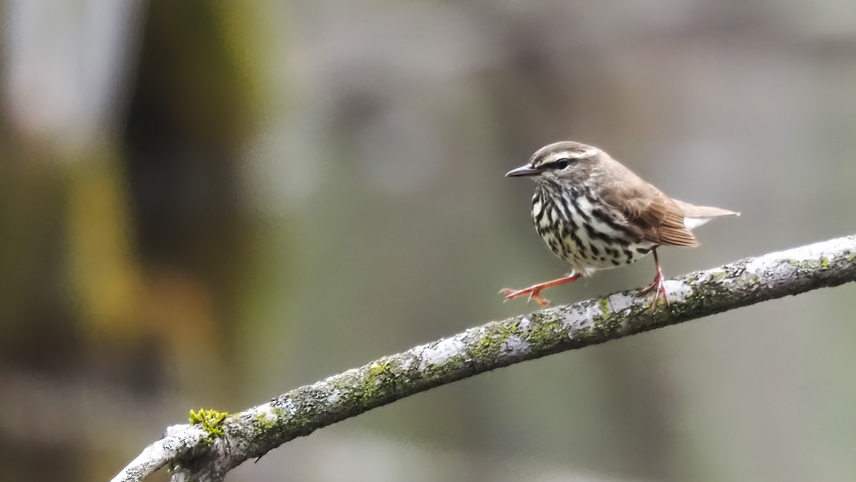 Northern Waterthrush - Mark Cloutier