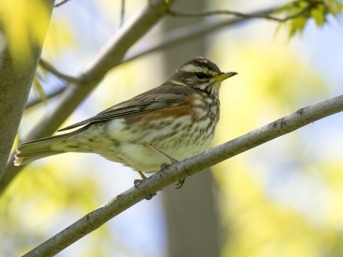 Redwing - Volkov Sergey