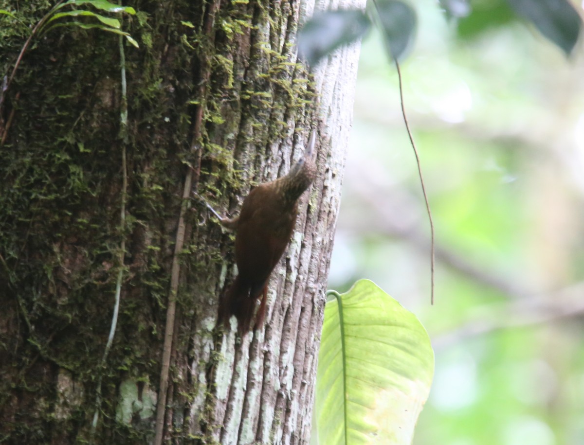 tanımsız Dendrocolaptinae sp. - ML618366327