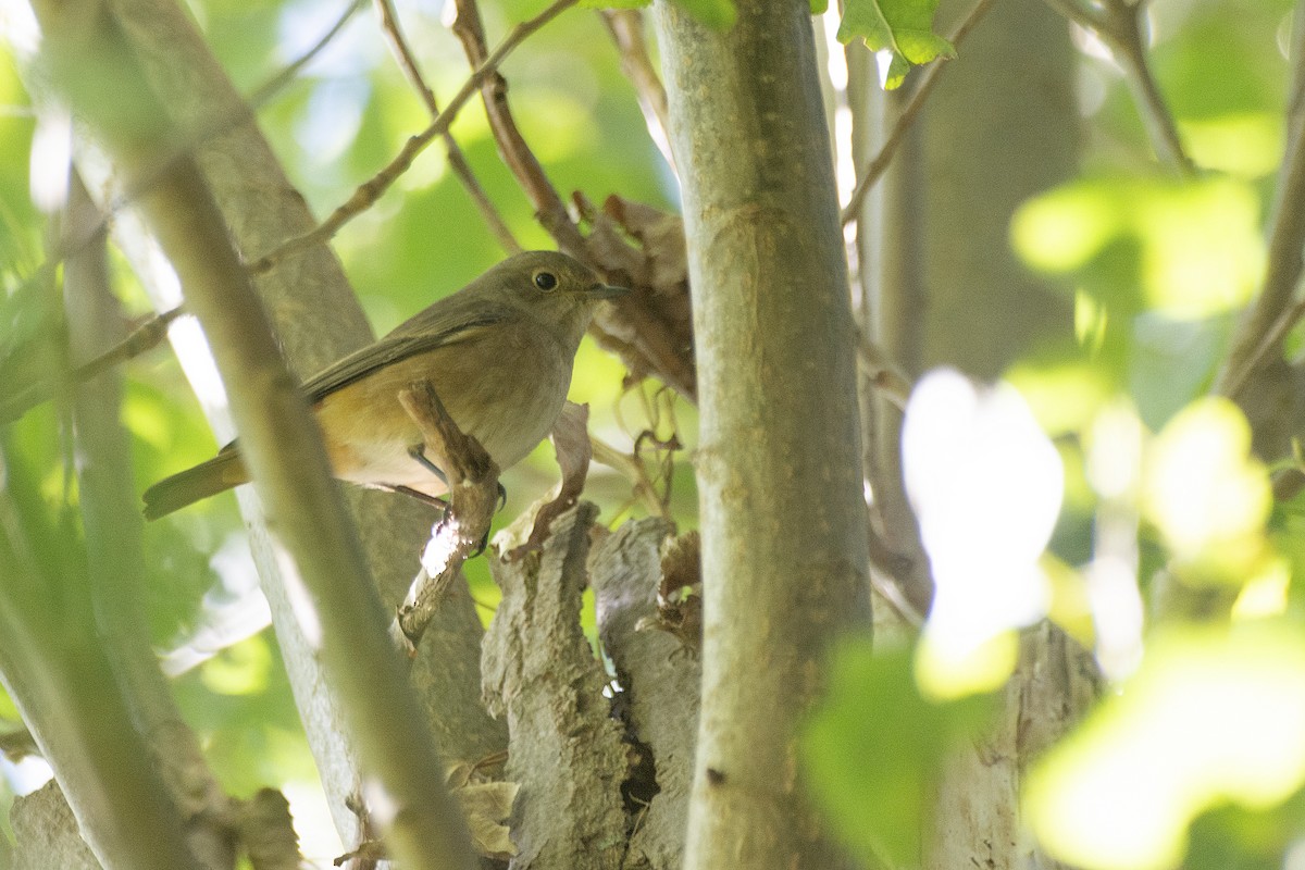 Common Redstart - Peter Wijnsouw