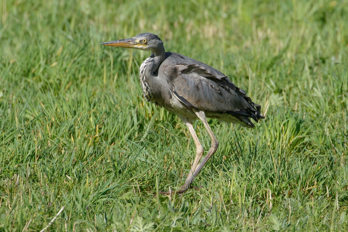 Gray Heron - Susan Nagy