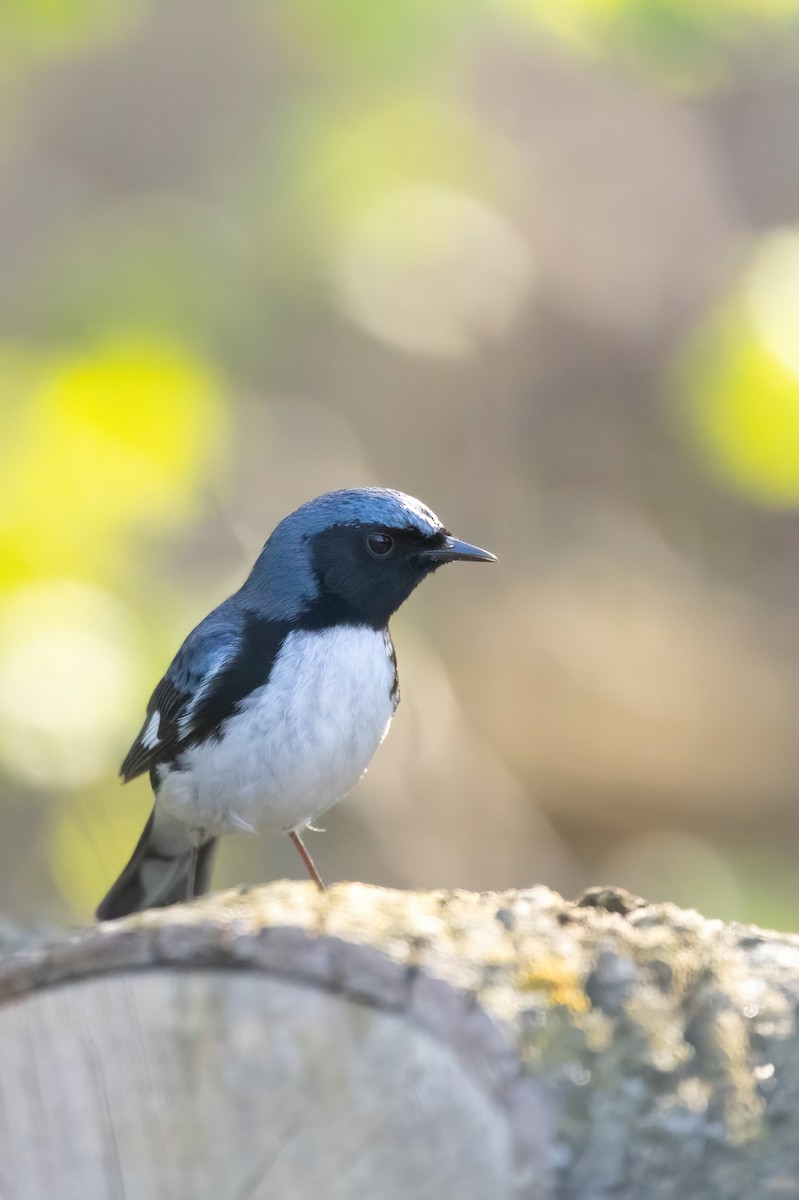 Black-throated Blue Warbler - Roderick Hornby