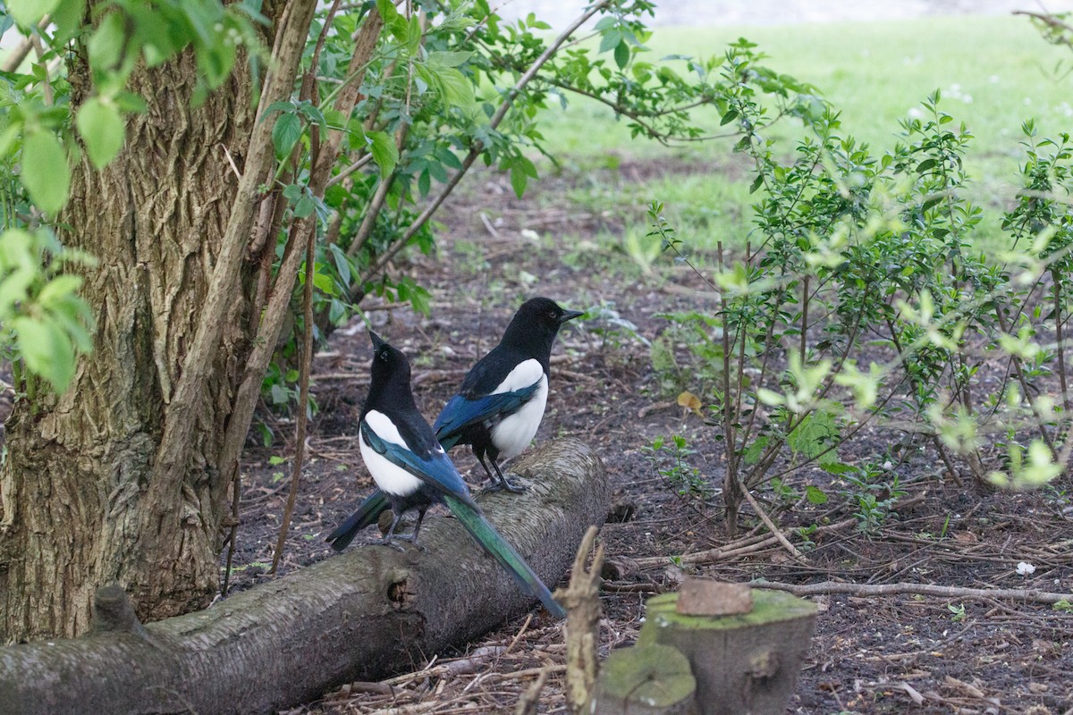 Eurasian Magpie - Susan Nagy