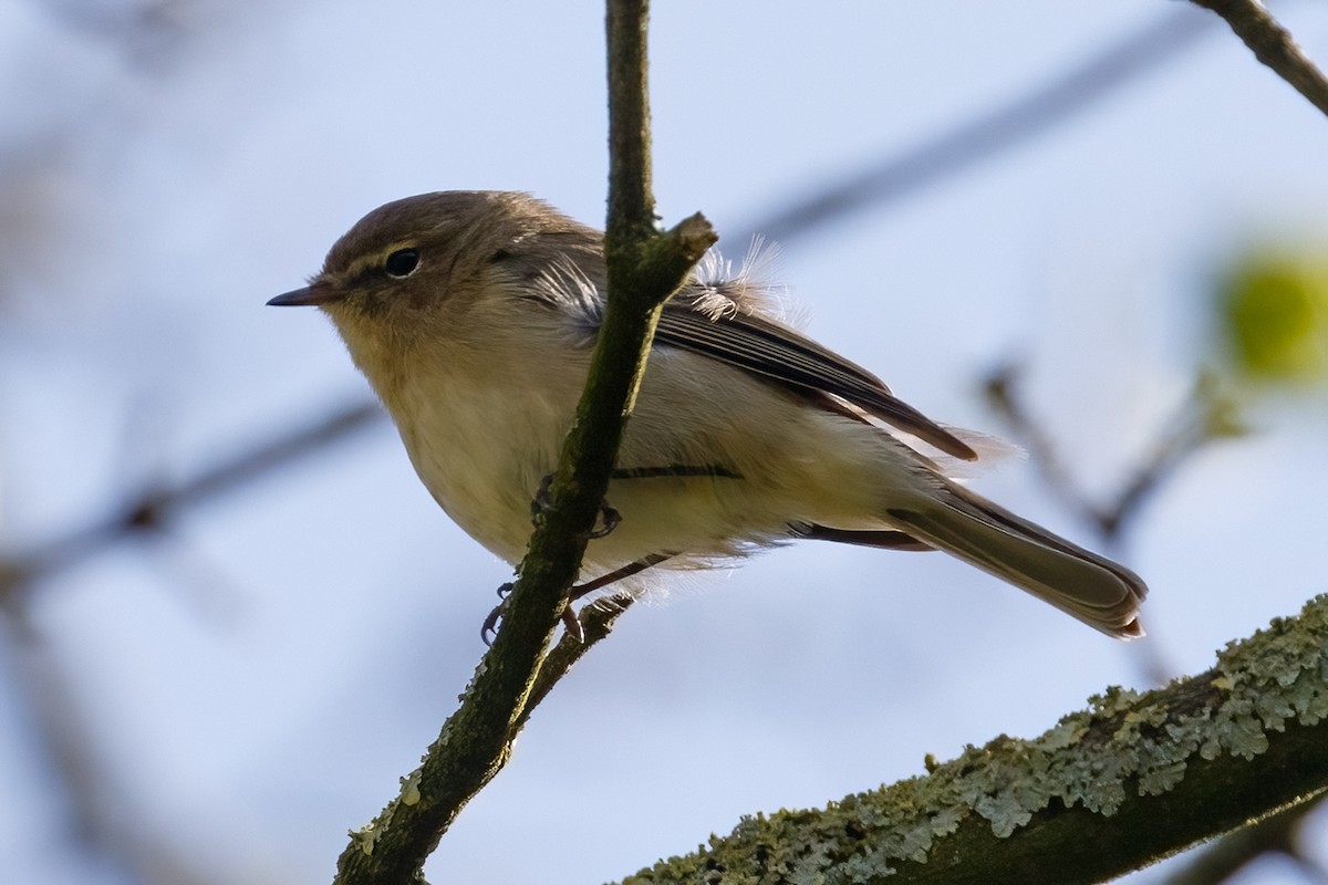 Mosquitero Común (grupo collybita) - ML618366396