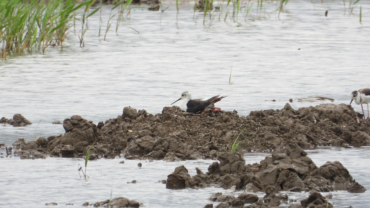 Black-winged Stilt - Jieni Long