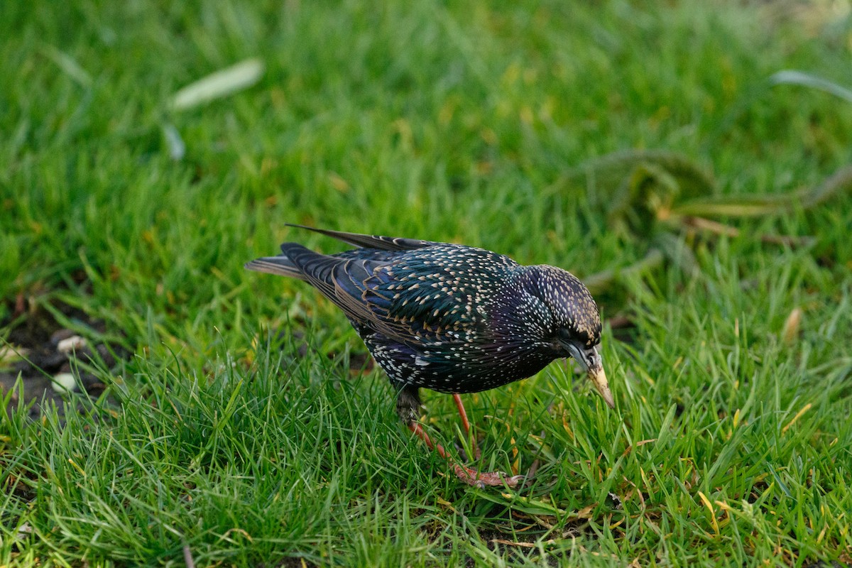 European Starling - ML618366405