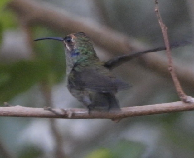 Colibrí Oreja Violeta Mexicano - ML618366437