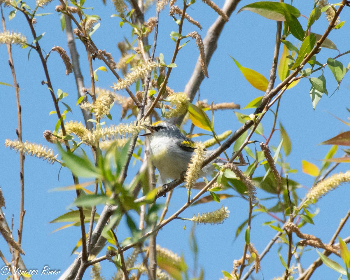 Brewster's Warbler (hybrid) - ML618366451