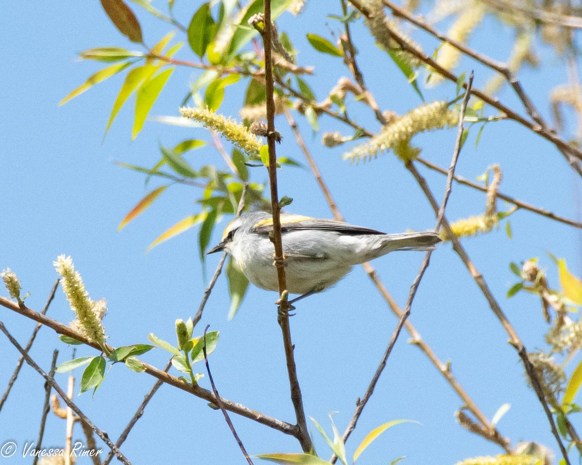 Brewster's Warbler (hybrid) - ML618366457