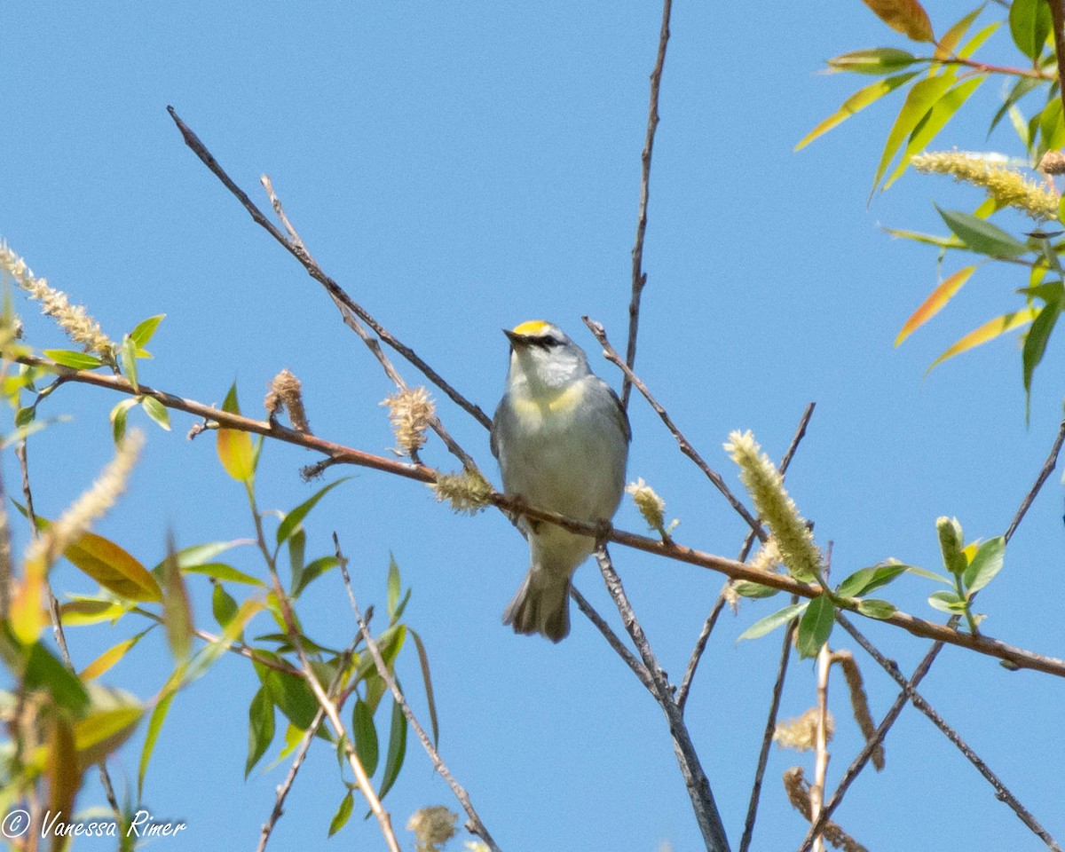 Brewster's Warbler (hybrid) - ML618366458