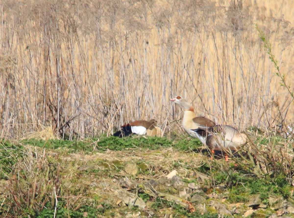 Egyptian Goose - Maciej Buchalik