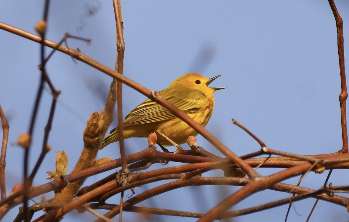 Yellow Warbler - James Rodgers