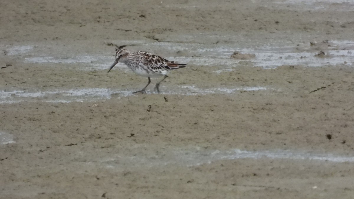 Broad-billed Sandpiper - Jieni Long