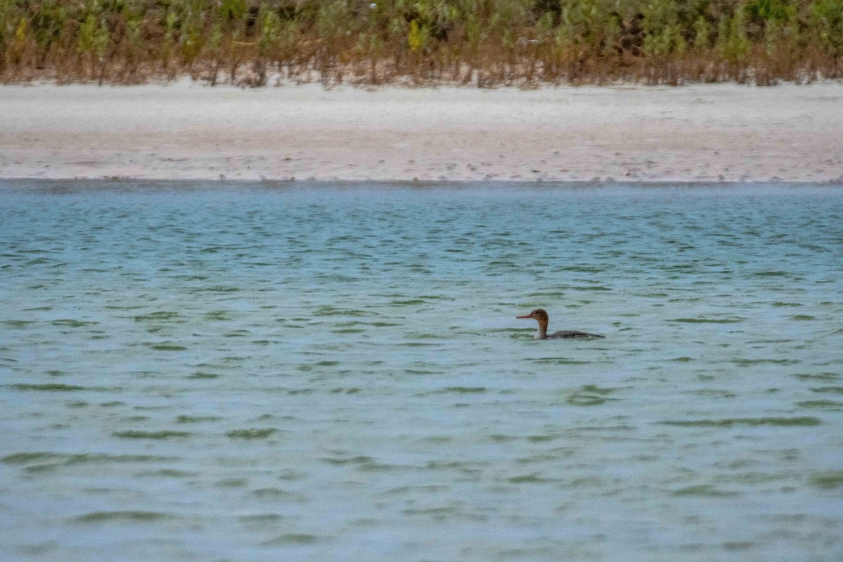 Red-breasted Merganser - ML618366505