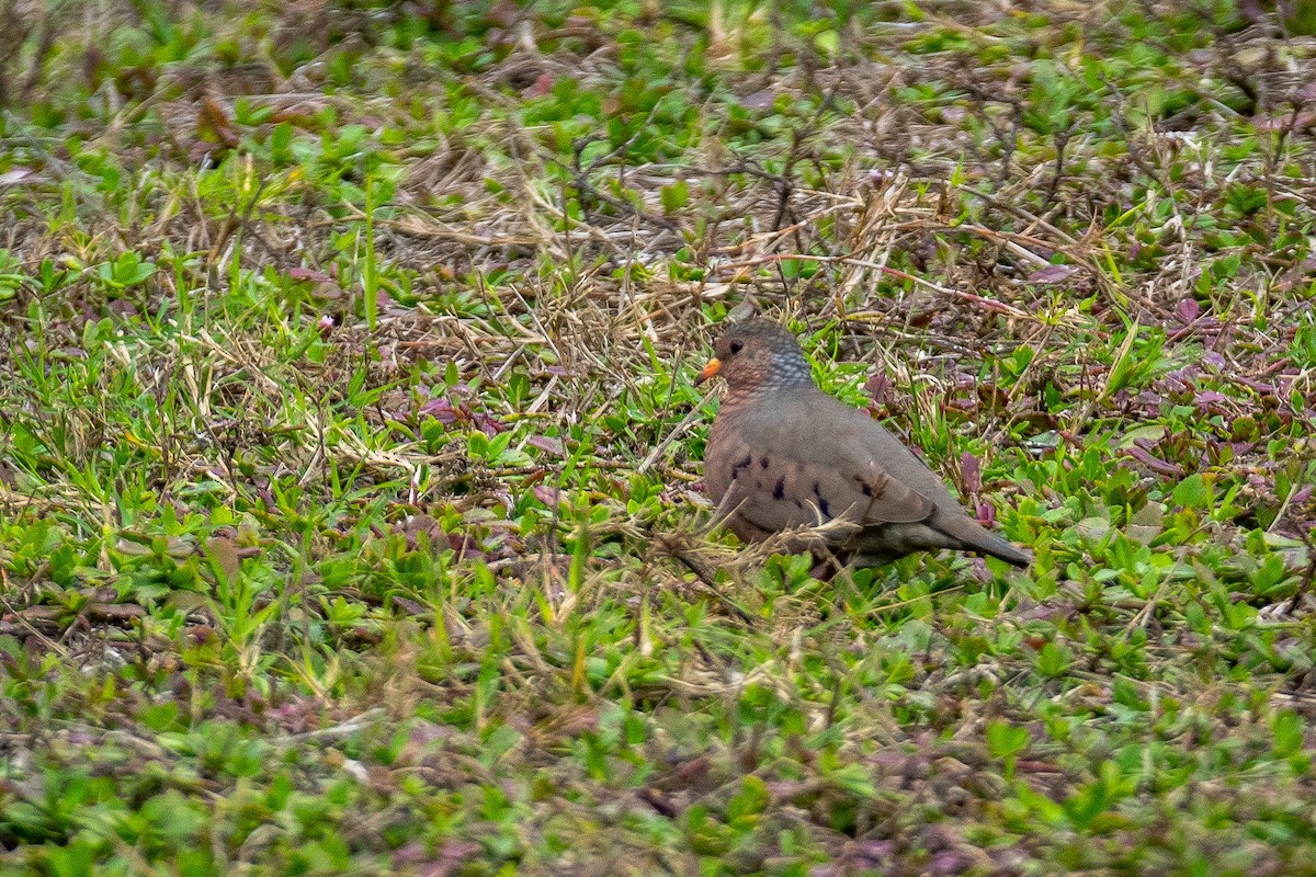 Common Ground Dove - Roger Katzenberg