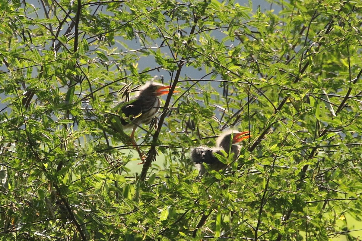 Green Heron - John and Milena Beer