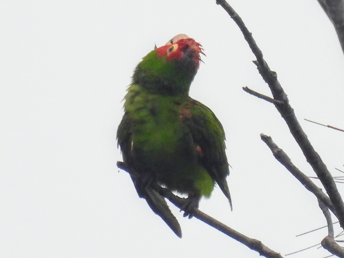 Red-masked Parakeet - Lisa Schibley