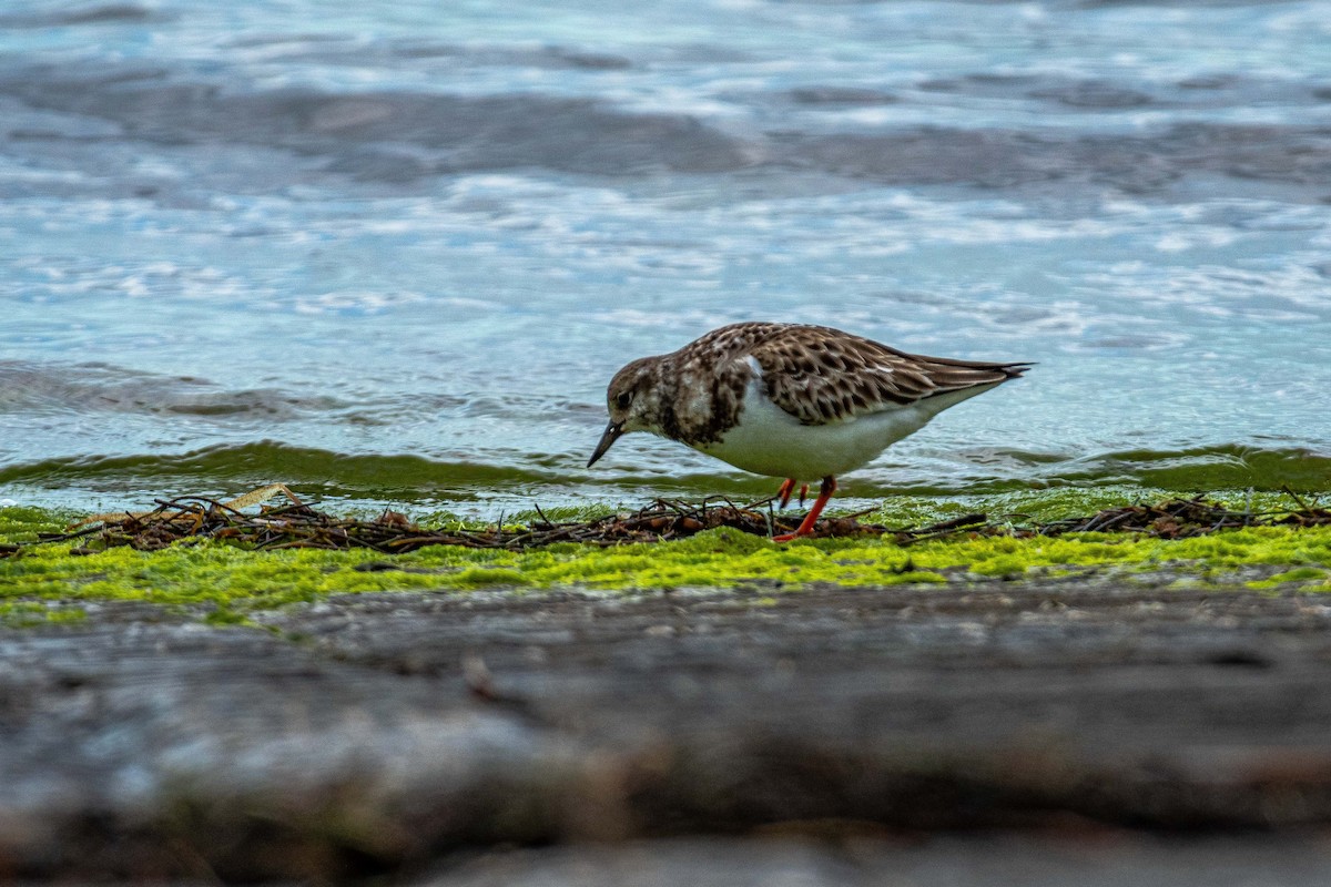 Ruddy Turnstone - Roger Katzenberg