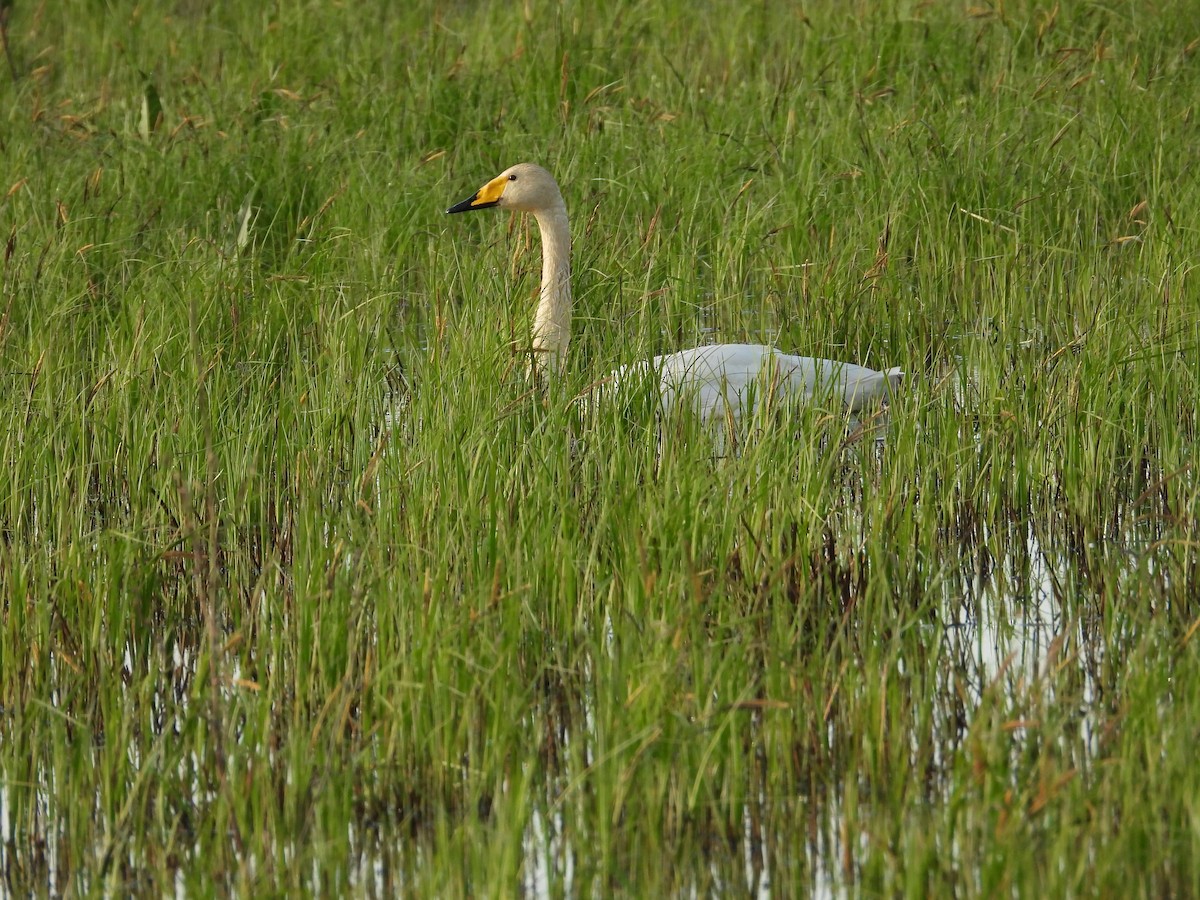 Whooper Swan - ML618366548