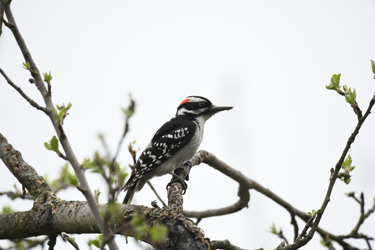 Hairy Woodpecker - ML618366552