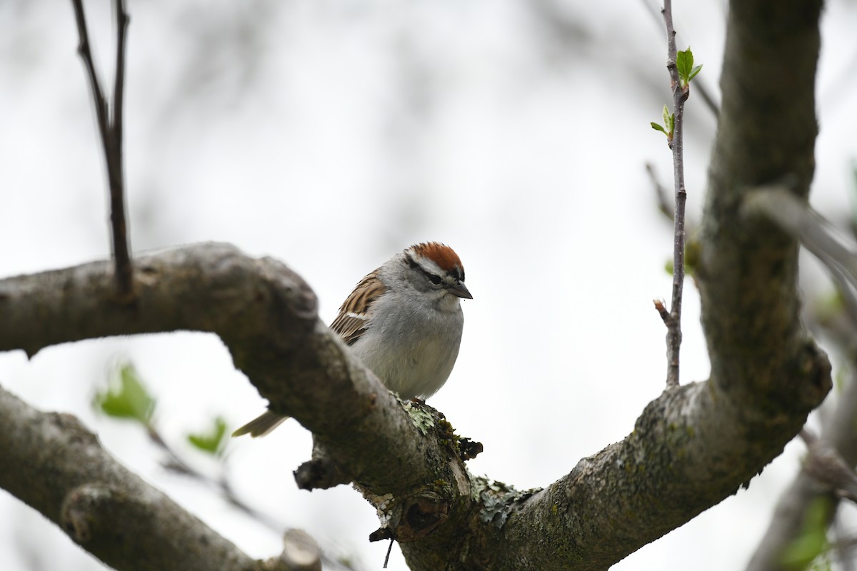 Chipping Sparrow - ML618366558