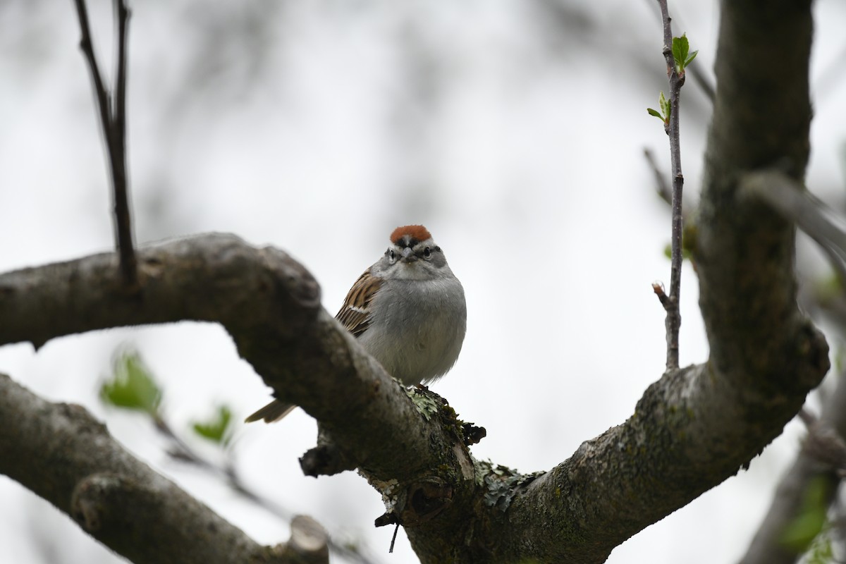 Chipping Sparrow - ML618366563