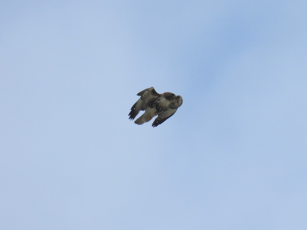 Red-tailed Hawk (umbrinus) - ML618366572