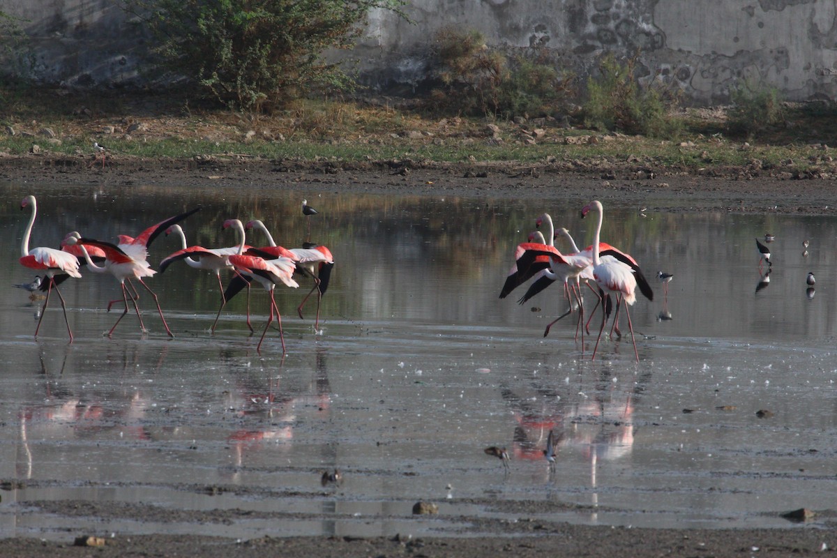 Greater Flamingo - PARTH PARIKH