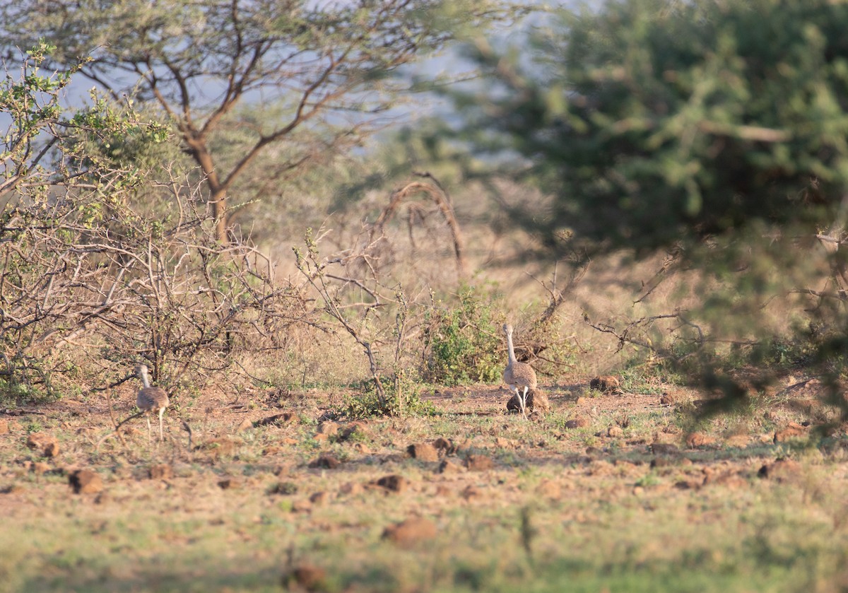 White-bellied Bustard (White-bellied) - ML618366615