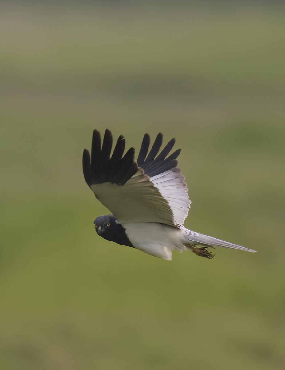 Pied Harrier - ML618366644