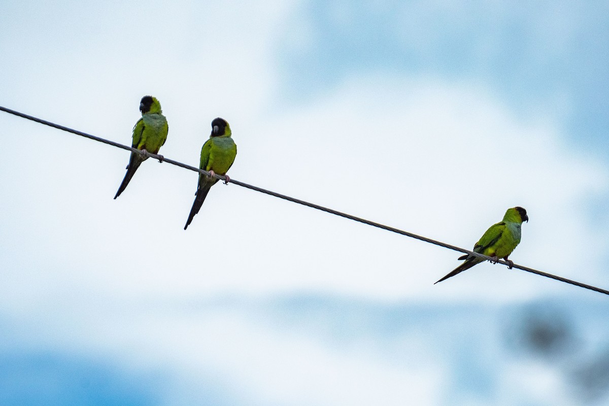 Nanday Parakeet - Roger Katzenberg