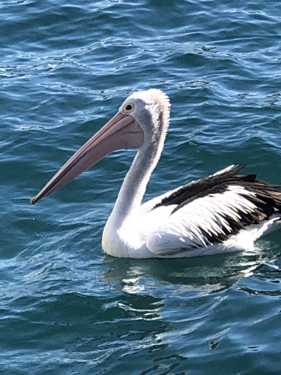 Australian Pelican - Ian Nicholson