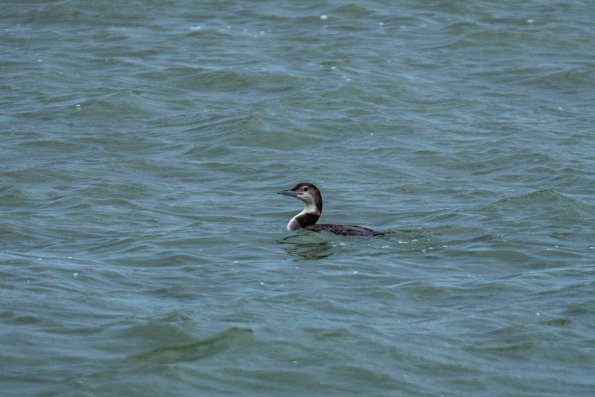 Common Loon - Roger Katzenberg