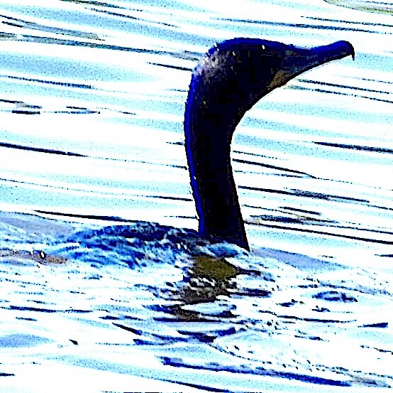 Double-crested Cormorant - Dale Morrow