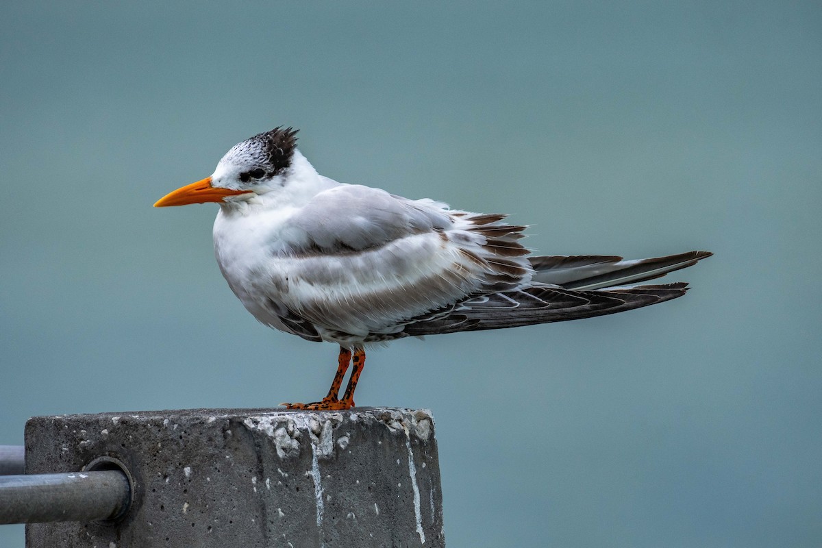 Royal Tern - Roger Katzenberg