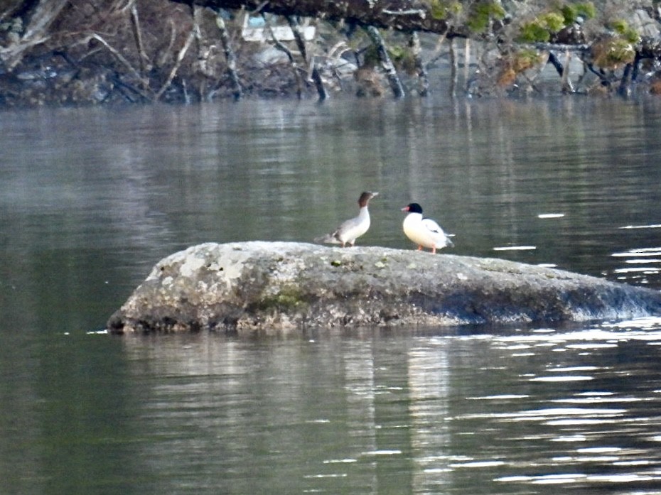 Common Merganser - ML618366696