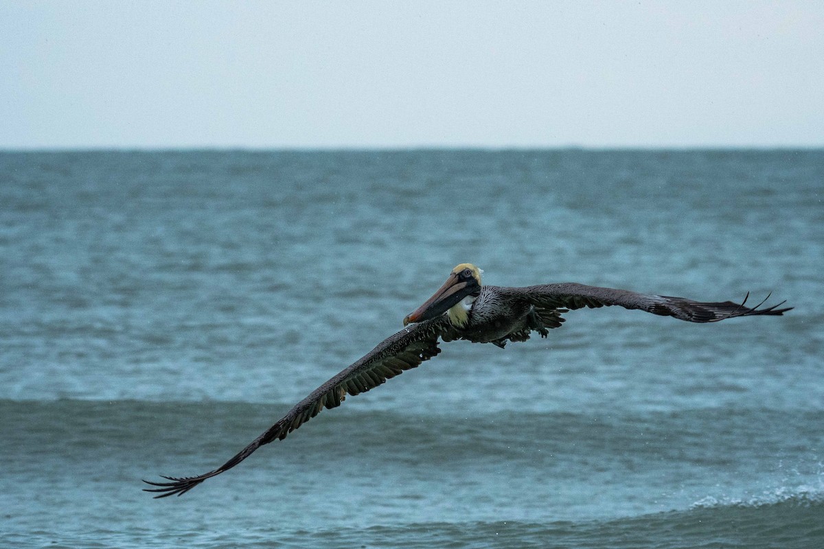 Brown Pelican - Roger Katzenberg