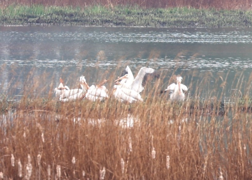 American White Pelican - ML618366710