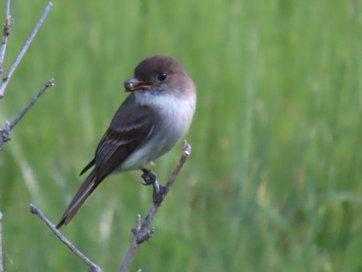 Eastern Phoebe - ML618366749