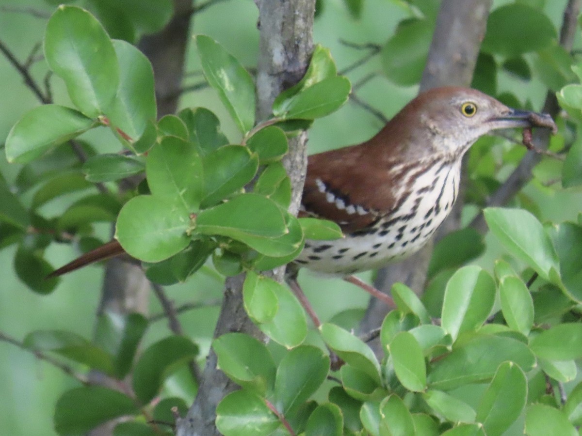 Brown Thrasher - ML618366770